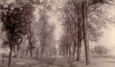Tree-lined dirt road leading to a two-story house