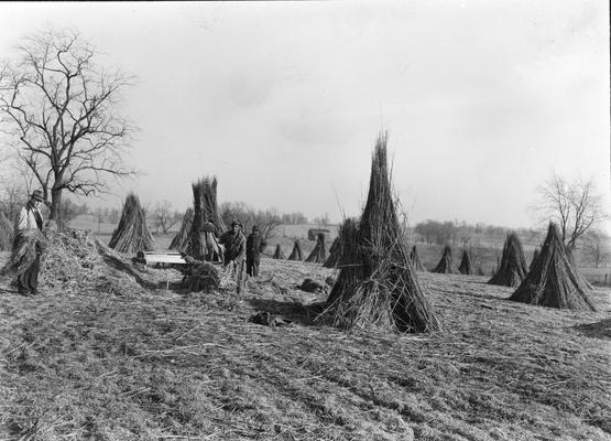 African American Laborers working in hemp and Agricultural Extension personnel