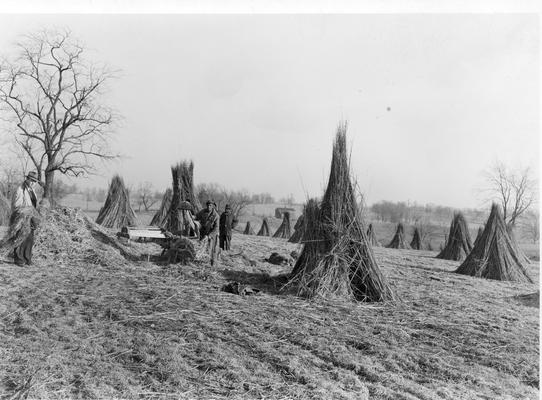 African American Laborers working in hemp and Agricultural Extension personnel