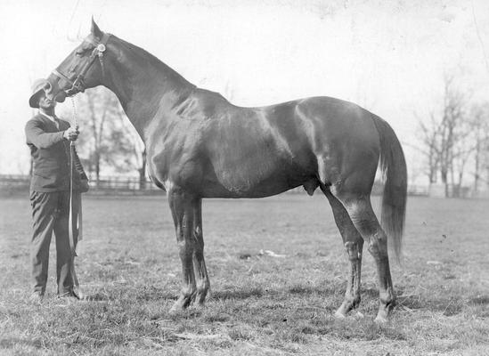 Horse, Man O' War (maybe) with African American man holding rein