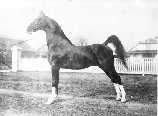 Mare - show horse