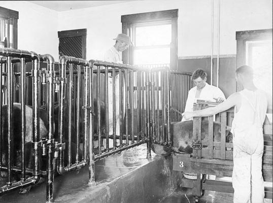 Students loading pigs into crates