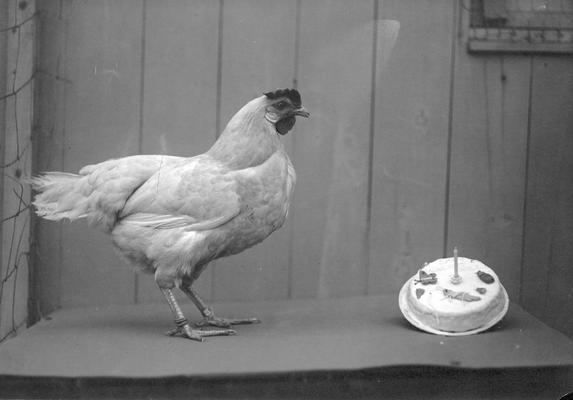 Chicken with a birthday cake