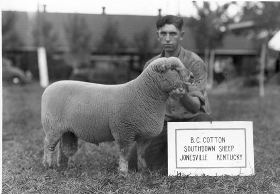 B. C. Cotton, Southdown sheep, Jonesville, Kentucky