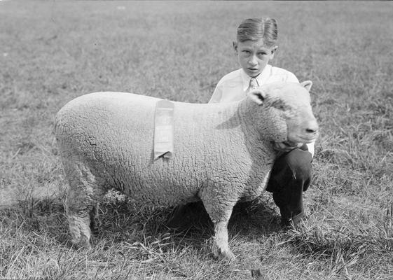 Young man and his prized sheep