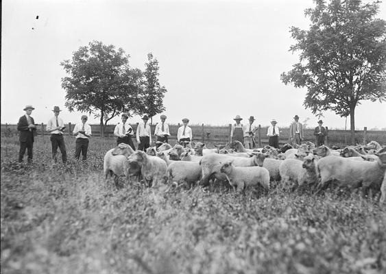 Farm management class in a field of sheep