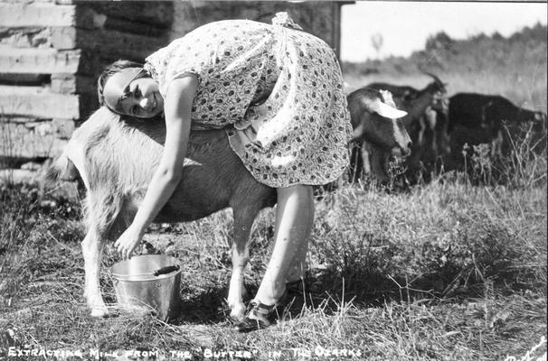 Woman milking a goat