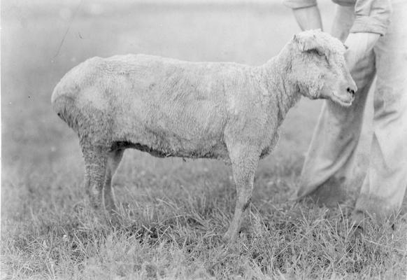 Sheared sheep