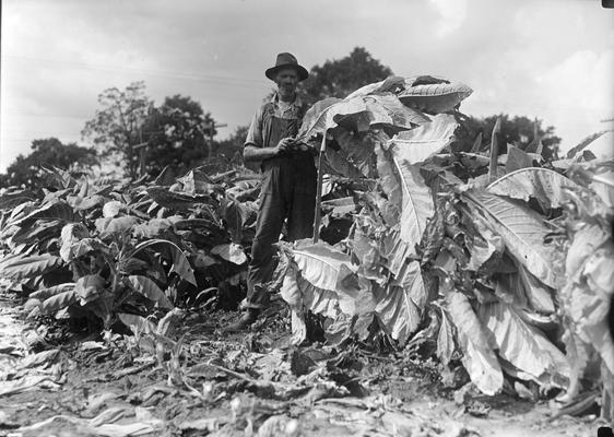 Man in a tobacco field