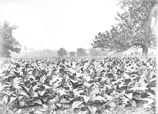 Tobacco field