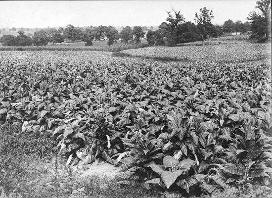 Tobacco field