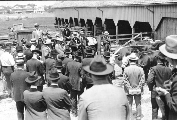 Cows and field trip attendees