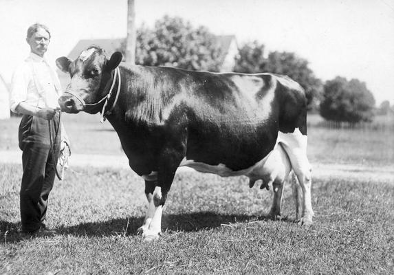 Young man with a prized cow