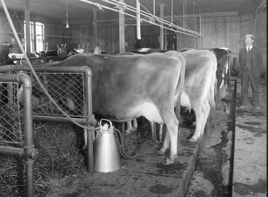 Diary cows mechanically milked