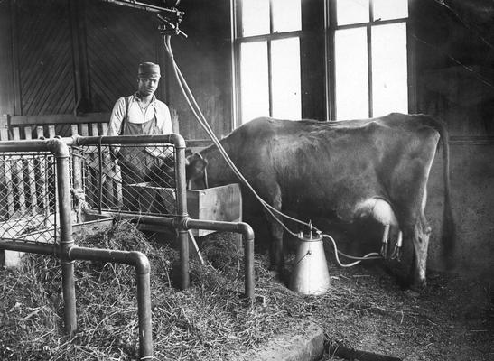 African American man with cow and barn