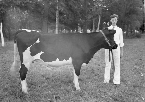 Cow in show with trainer