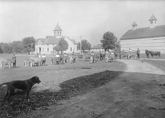 Farm scene