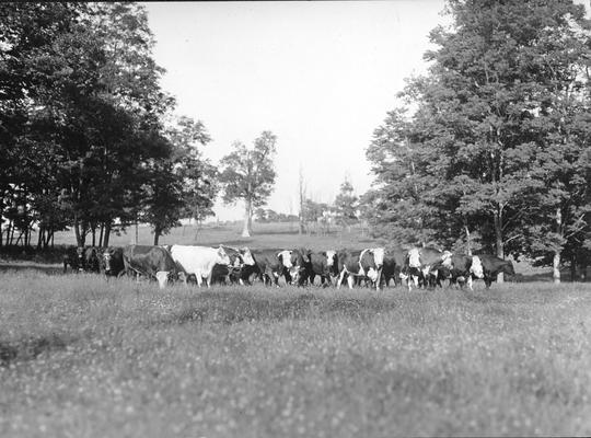 Cows grazing