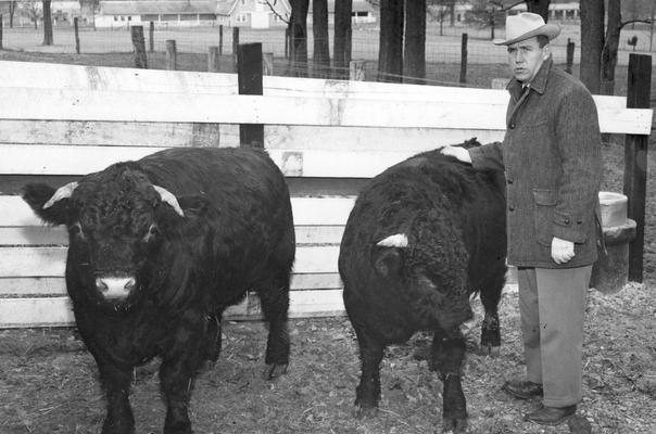 Cows with R. W. Hicks at University of Kentucky Experiment Station