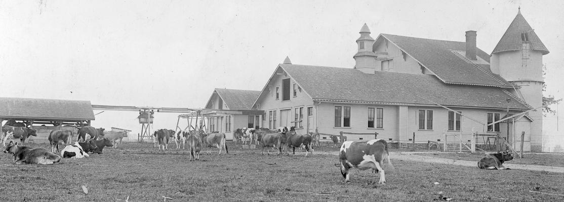 Cattle and barn