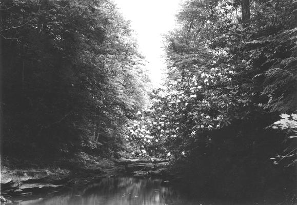 Magnolia tree over body of water