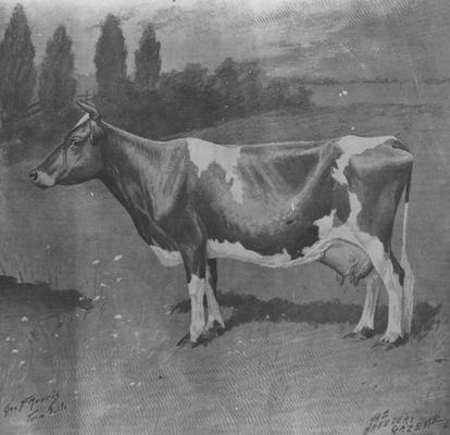 Drawing of cow, artist, Sam F. Morris, title, 