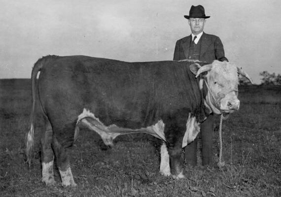 Donovan, President Herman Lee with purebred cattle on his Battlefield Stock Farm, near Richmond