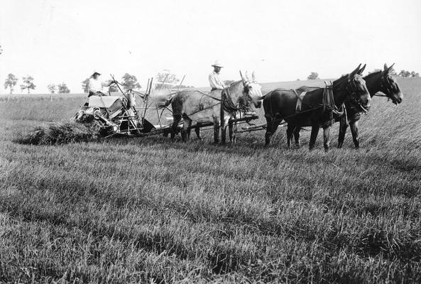 Men with mules harvesting orchard grass