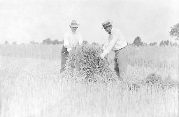 Volunteers who helped in the wheat harvest