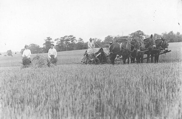 Volunteers who helped in the wheat harvest