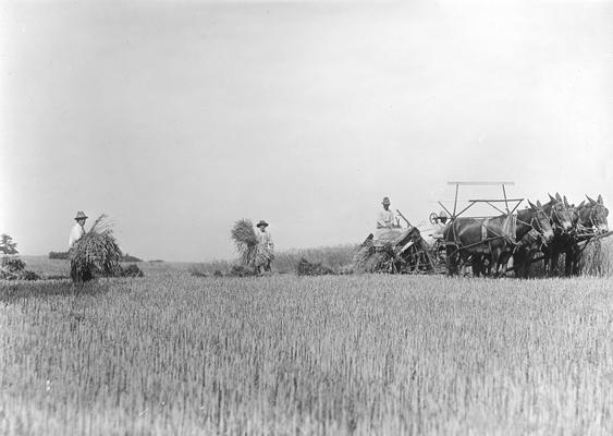 Volunteers who helped in the wheat harvest