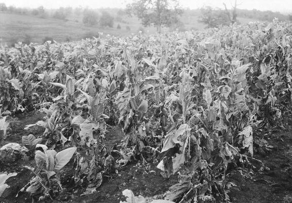 Tobacco plants