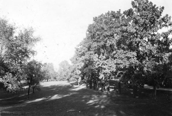 Path among trees