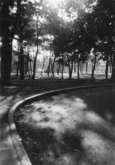 Patterson Hall Drive and a grove of trees