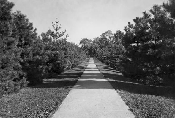 Drive surrounded by trees