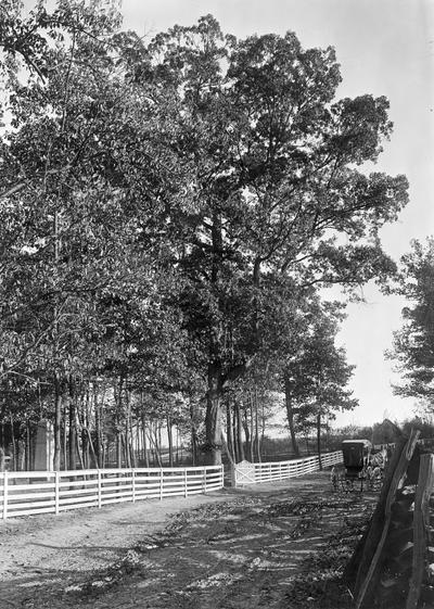 White plank fence surrounding cemetary
