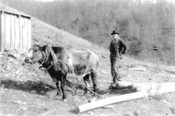 Man with a steer and plow