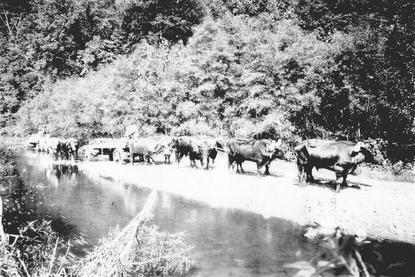Oxen hitched to wagons next to creek