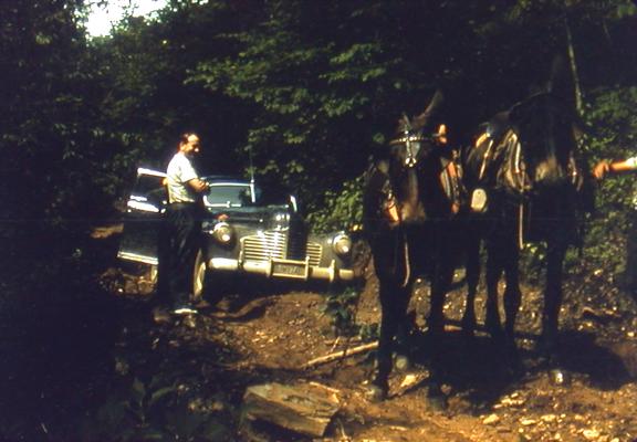 Two mules and a man in front of vehicle