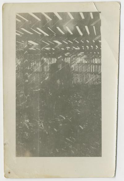 Unidentified man in slat covered building surrounded by plants