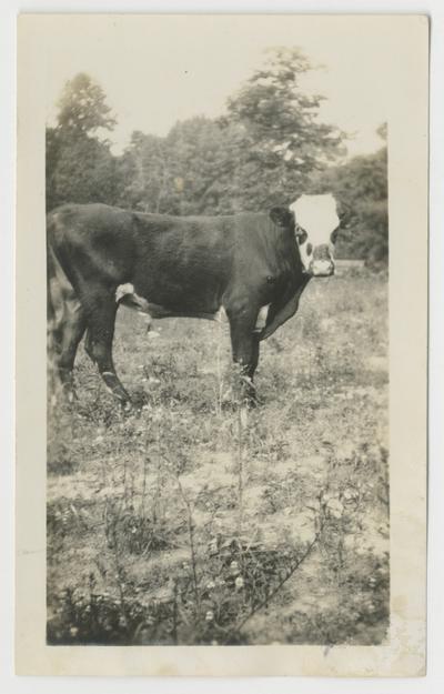 Male cow