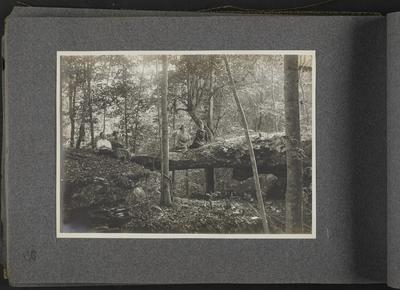 Two women, two men, in woods