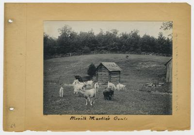 Moritz Martin's Goats