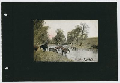Postcard of Blue Grass Cattle, Lanier's