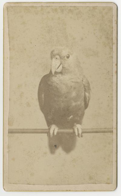 Small parrot on a perching bar; H. G. Mattern Capitol Art Gallery, Frankfort, KY printed on back