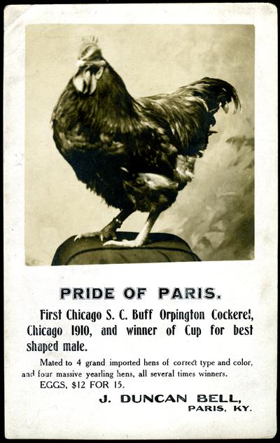 Pride Of Paris. First Chicago S.C. Buff Orpington Cockerel, Chicago 1910, and winner of Cup for best shaped male. Mated to 4 grand imported hens of correct type and color, and four massive yearling hens, all several times winners. EGGS, $12 for 15. J. Duncan Bell, Paris, KY