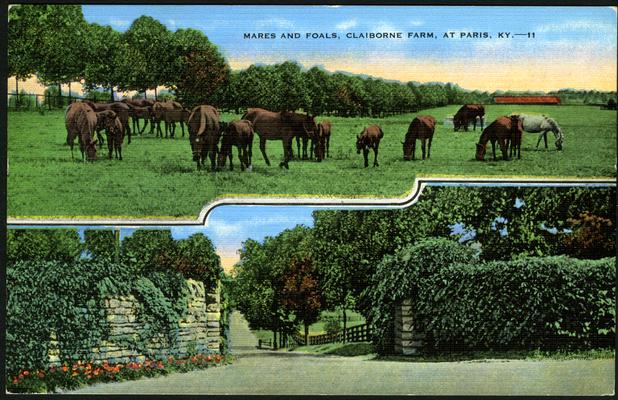 Mares And Foals, Claiborne Farm, At Paris, KY.-11. (Printed verso reads: 