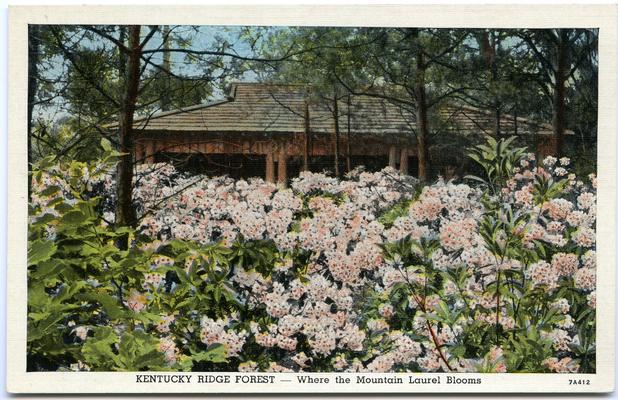 Kentucky Ridge Forest - Where the Mountain Laurel Blooms. (Printed verso reads: 