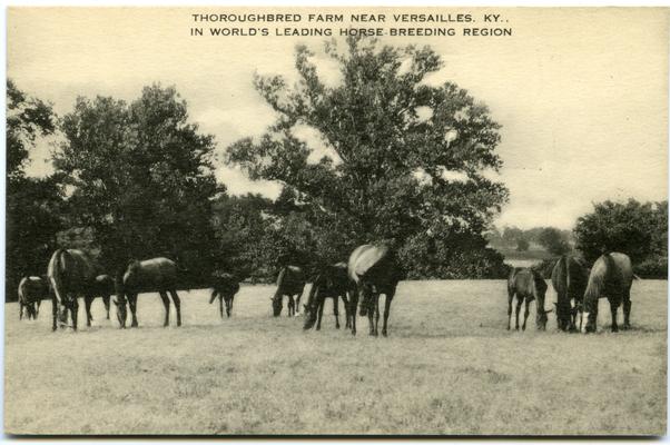 Thoroughbred Farm Near Versailles, KY., In World's Leading Horse Breeding Region. 2 copies