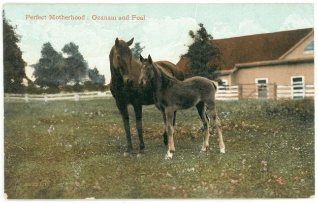 Perfect Motherhood: Ozanam [1896-1924 Walnut Hall Farm] and Foal. [Horses]